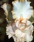 肥西桃花朱先曙《水上飞机》教学设计